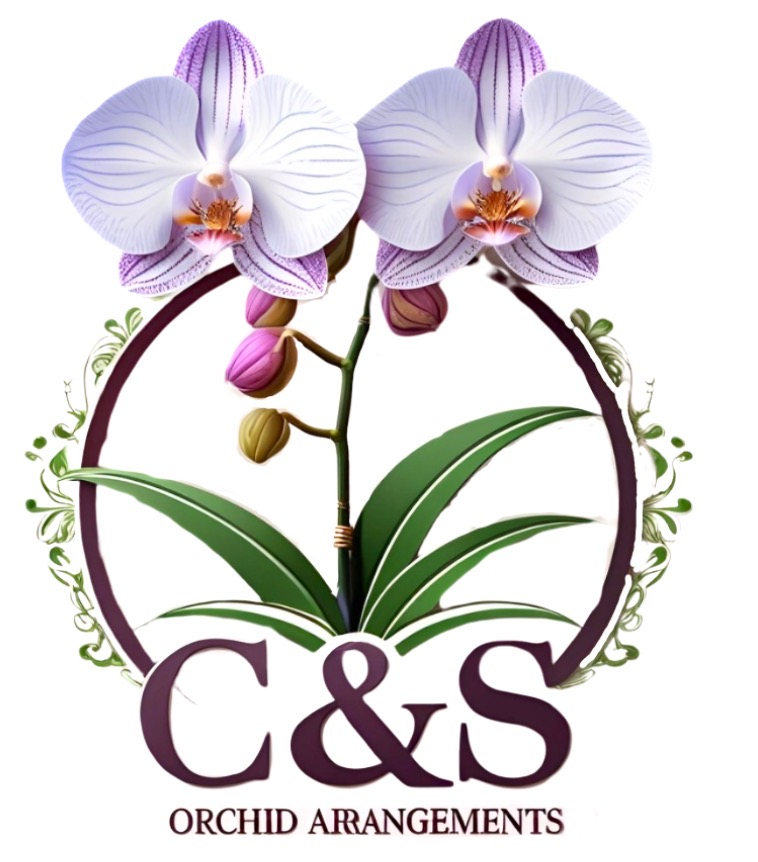 C&S Orchid Arrangements